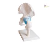 Articulations - Hanche