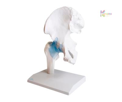 Articulations - Hanche