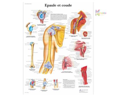 Planche anatomique - Epaule et coude