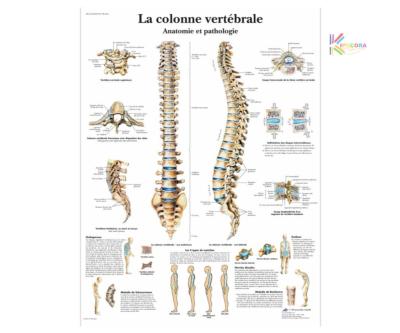 Planche anatomique - Colonne vertèbrale