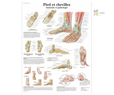 Planche anatomique - Pied et cheville