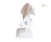 Articulations - Hanche