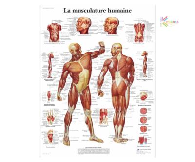 Planche anatomique - Musculature humaine