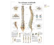 Planche anatomique - Colonne vertèbrale
